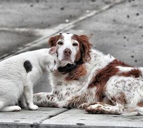 Generous Woman Wills 1.2 Million To Tennessee’s Cats and Dogs PetGuide