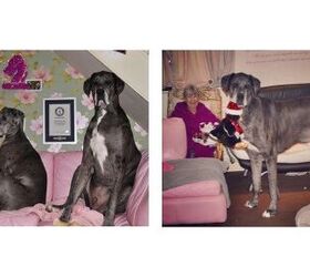 Freddy the Great Dane is World’s Tallest Living Dog | PetGuide
