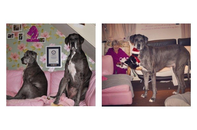 freddy the great dane is worlds tallest living dog