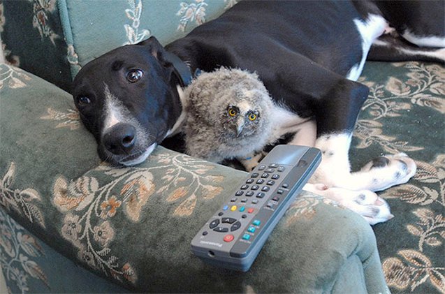 10 bizarre animal friendships that 8217 ll make you mushy