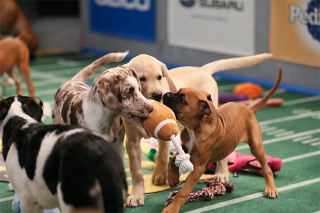 animal planet 8217 s puppy bowl brings ruff and fluff to the field
