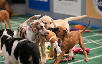 Animal Planet’s Puppy Bowl Brings Ruff and Fluff To The Field