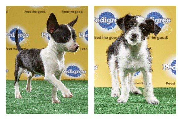 animal planets puppy bowl brings ruff and fluff to the field