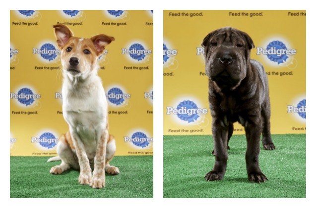 animal planets puppy bowl brings ruff and fluff to the field
