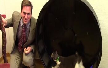 Low-Budget Cat Shelter Ad The Best Thing You’ve Seen Today [Video]