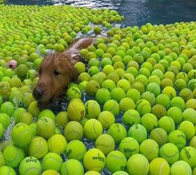 Rescue Dogs Can’t. Even. As They Play in Pool Of Balls [Video]
