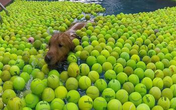 Rescue Dogs Can’t. Even. As They Play in Pool Of Balls [Video]