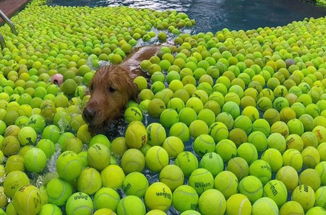 rescue dogs cant even as they play in pool of balls video
