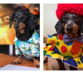 Celebrating National Dress Your Pet Up Day With Some Celebrity Pets