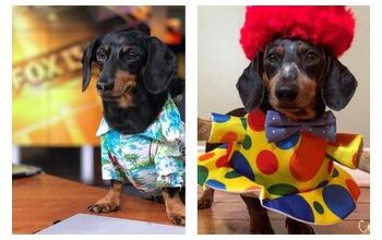 Celebrating National Dress Your Pet Up Day With Some Celebrity Pets