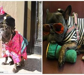 celebrating national dress your pet up day with some celebrity pets