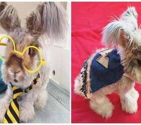 celebrating national dress your pet up day with some celebrity pets