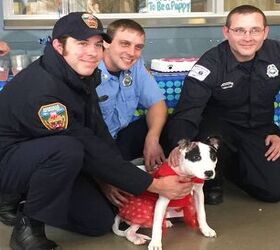 Rescued Puppy Has Lots Of Licks For Firefighters Who Saved Her Life