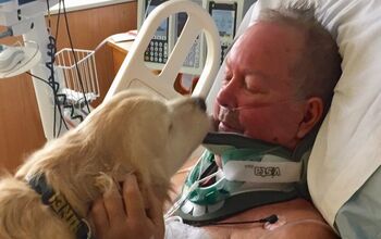 Man Paralyzed and Stuck in Snow Saved by His Golden Retriever