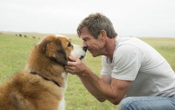 A Dog’s Purpose Cancels Premiere, But Opens Quietly Amid Abuse Alleg