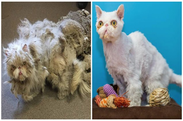 persian puss 8217 s amazing transformation will make you smile video