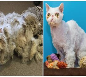 Persian Puss’s Amazing Transformation Will Make You Smile [Video]
