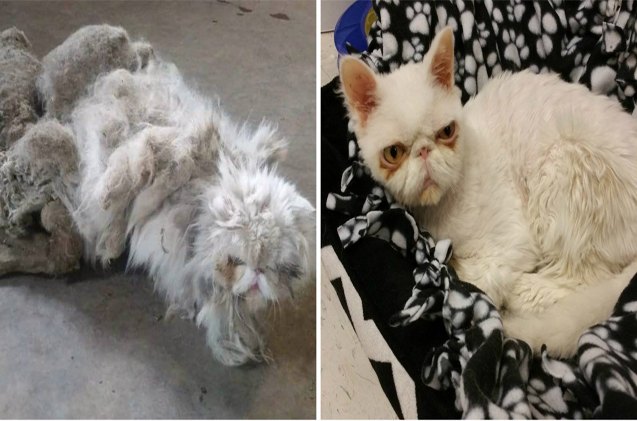 persian pusss amazing transformation will make you smile video