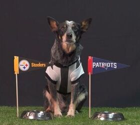 Super Pup Predicts Super Bowl Winners [Video]