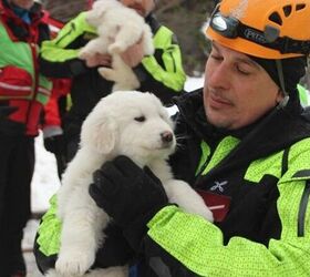 3 Puppies Rescued From Avalanche Bring Hope To Rescue Workers [Video]
