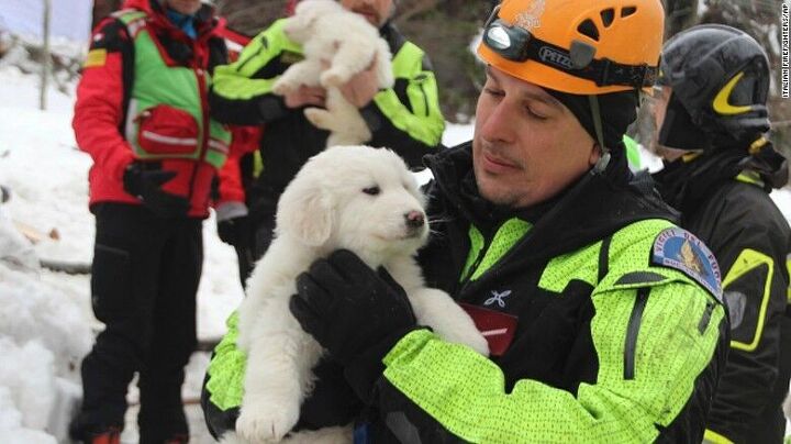 3 puppies rescued from avalanche bring hope to rescue workers video