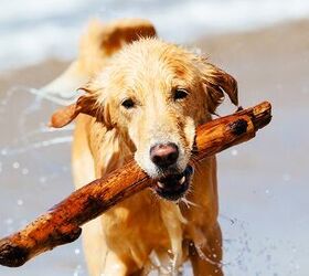 study fetching can be hard on retriever 8217 s joints