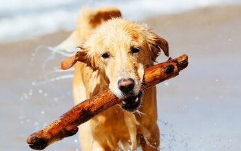 Study: Fetching Can Be Hard On Retriever’s Joints