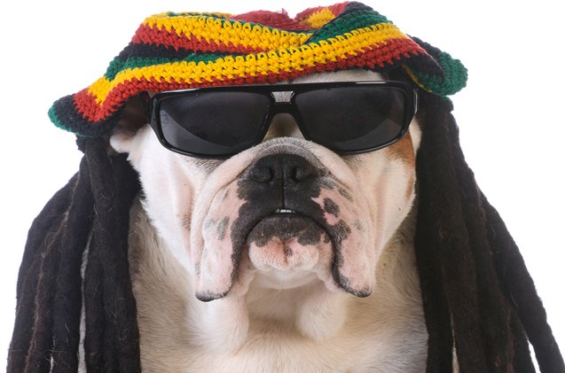 dogs would rather be jammin 8217 to reggae says new research
