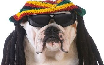 Dogs Would Rather Be Jammin’ to Reggae, Says New Research
