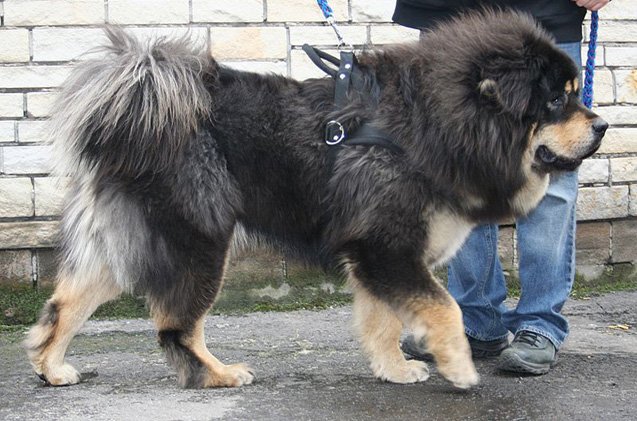 8 dog breeds that originated in china