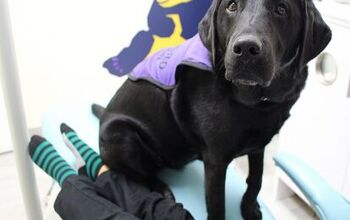 Meet Mango: Ontario’s First Dental Therapy Dog