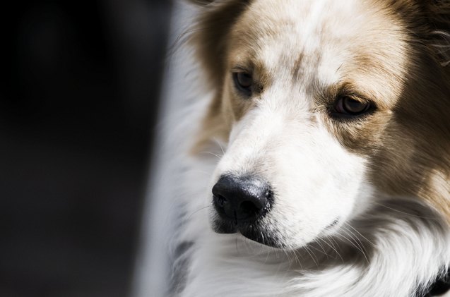 alaska becomes first state to pass provision for pets of divorce