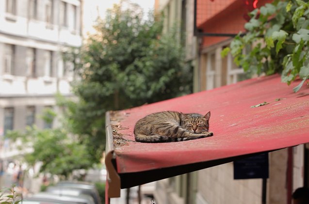 kedi documents the lives of istanbul 8217 s street cats