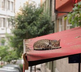 KEDi Documents the Lives of Istanbul’s Street Cats
