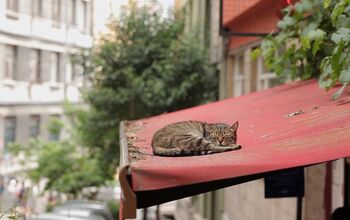 KEDi Documents the Lives of Istanbul’s Street Cats