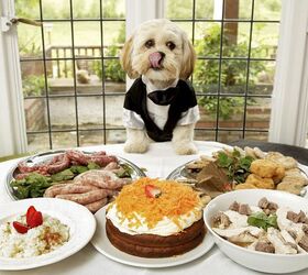 Help Ollie Dog Food Donate Food To Pups in Need This Valentine’s Day