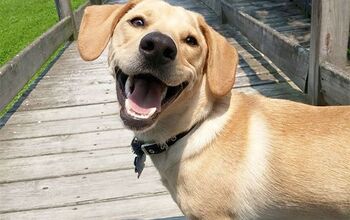 Top 10 Delightful Dog Smiles