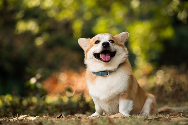 top 10 delightful dog smiles