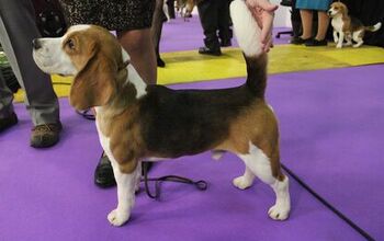 Best Beagle at the 2017 Westminster Dog Show