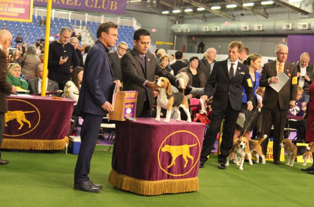 best beagle at the 2017 westminster dog show