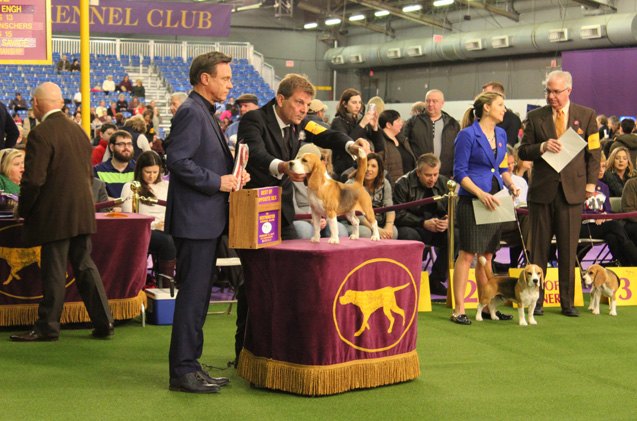 best beagle at the 2017 westminster dog show