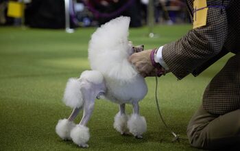 Best Poodles at the 2017 Westminster Dog Show