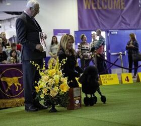best poodles at the 2017 westminster dog show