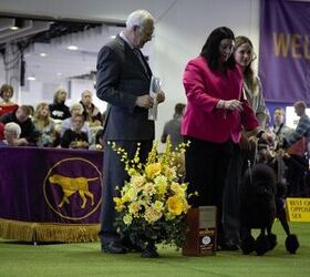 best poodles at the 2017 westminster dog show