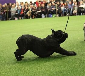 Best French Bulldog at the 2017 Westminster Dog Show