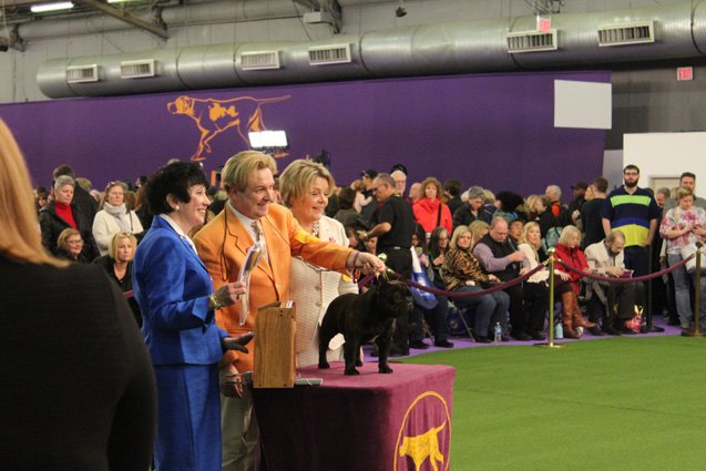best french bulldog at the 2017 westminster dog show