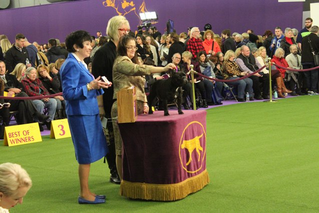 best french bulldog at the 2017 westminster dog show