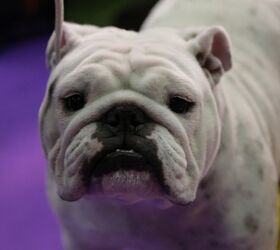 Best Bulldog at the 2017 Westminster Dog Show