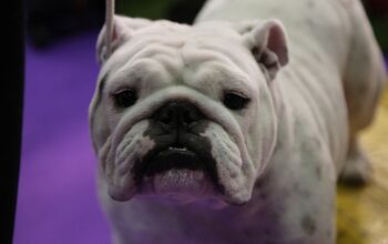 Best Bulldog at the 2017 Westminster Dog Show