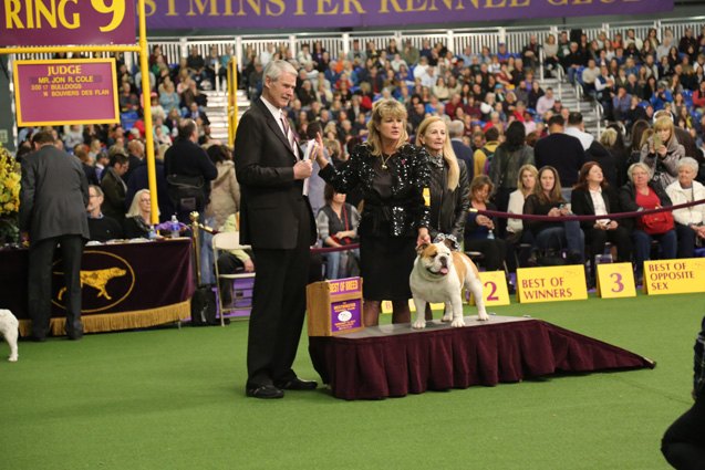 best bulldog at the 2017 westminster dog show
